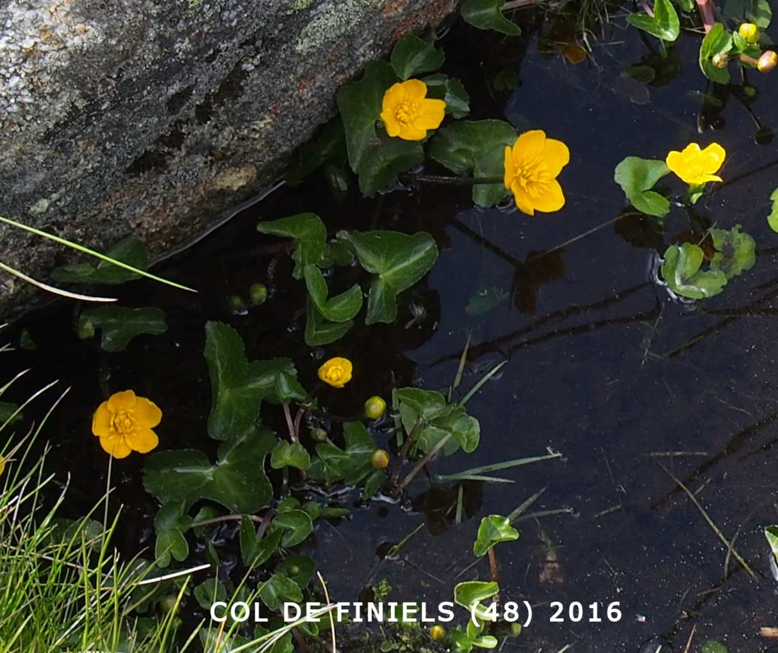 Kingcup, Marsh Marigold